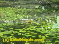 /home//u458753944/public_html/sourcegallery//Frogs/More bullfrogs/P7251192.JPG